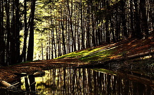 green leafed trees, nature, water, trees