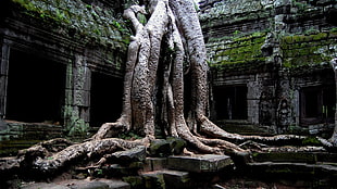 brown tree trunks, trees, ruin, roots, Cambodia HD wallpaper