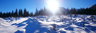 green pine tree field with snows, mitterberg HD wallpaper