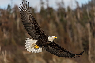 Bald Eagle flying beside brown trees at daytime