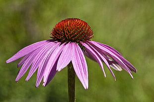 pink petaled flower in macro photography