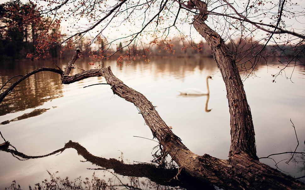 brown bare tree, photography, river, trees, swan HD wallpaper