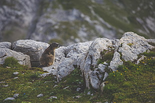 brown animal on top of mountain HD wallpaper