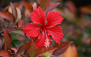 close up photography of red hibiscus