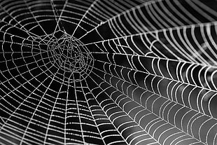 selective photography of spiderweb HD wallpaper