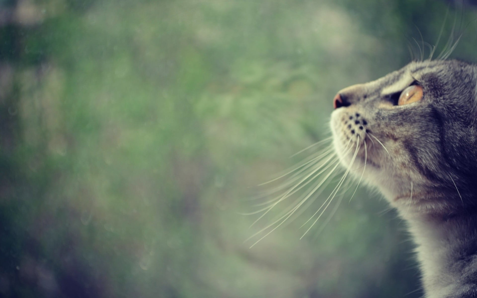 side view selective focus photography of a silver Tabby cat