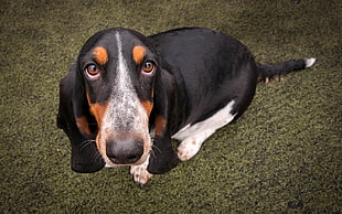 tricolor basset hound puppy