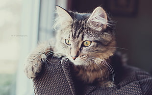 silver Maine Coon on black textile