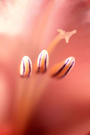 macro shot of white-and-purple flowers HD wallpaper