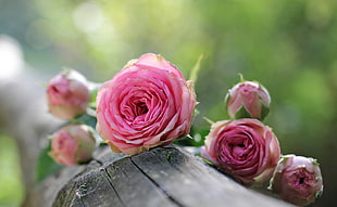 pink roses