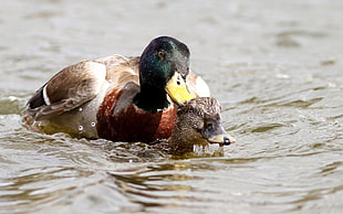 female and male Mulard duck on body of water photography HD wallpaper