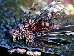 brown and white cichlid, sea, underwater, lionfish, fish