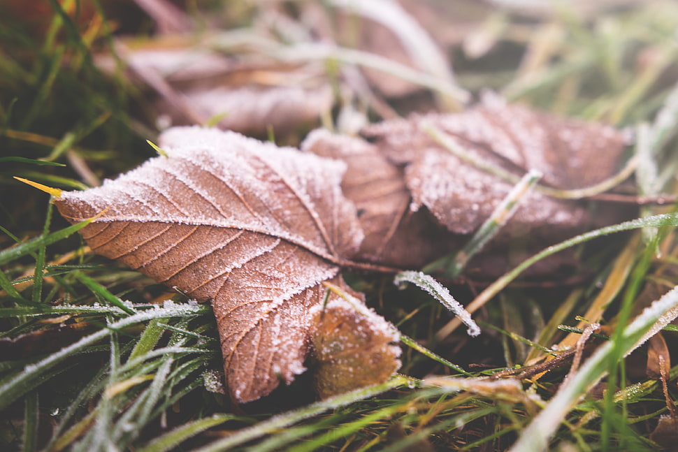 depth of field photography of brown maple leaf HD wallpaper