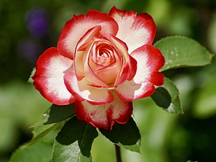 focus photography of white and red petaled flower