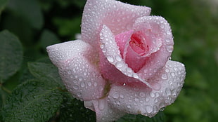 shallow focus photo of pink rose with water droplets HD wallpaper