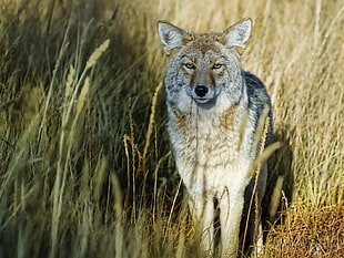 grey and black wolf on grass land