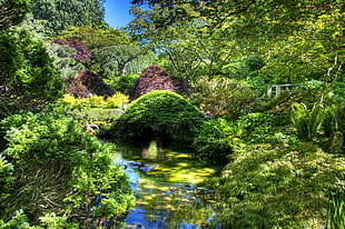 green forest with body of water