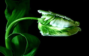 green leaves plant