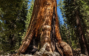 brown tree, redwood, plants, nature, trees