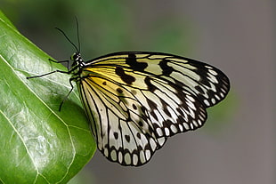 white and black moth butterfly on tip of leaf, idea leuconoe HD wallpaper