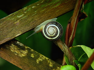 black and white snail on wood