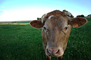 closeup photo of a cow standing on green grasses