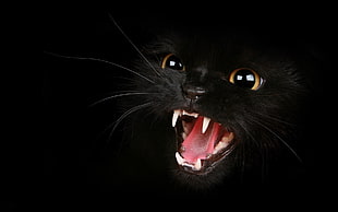 black Cat HD wallpaper