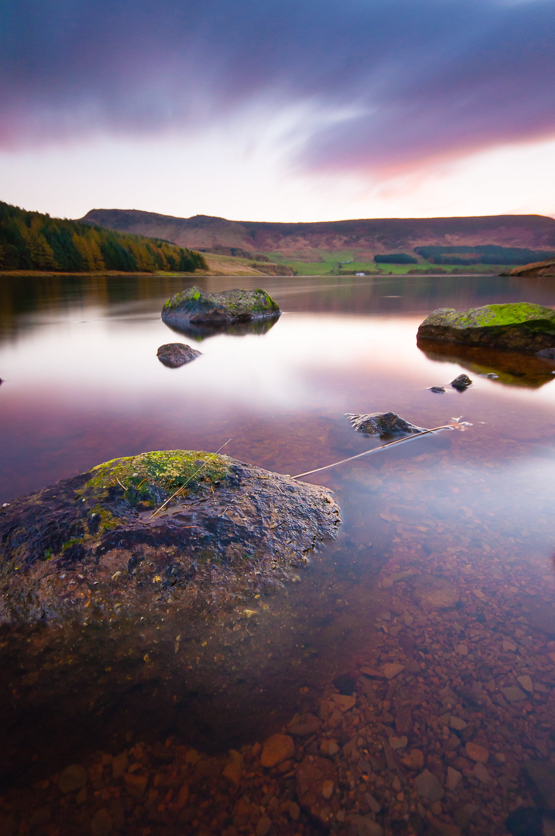 green forest near on body of water during sunset