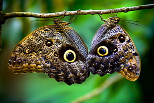 two brown-and-beige butterflies with eye prints on twig HD wallpaper
