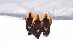 photo of three brown yak on snowfield HD wallpaper