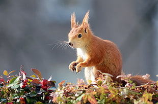 squirrel, digging, earth, balcony box