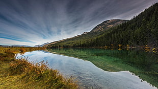 green leafed tree, nature, photography, landscape, lake