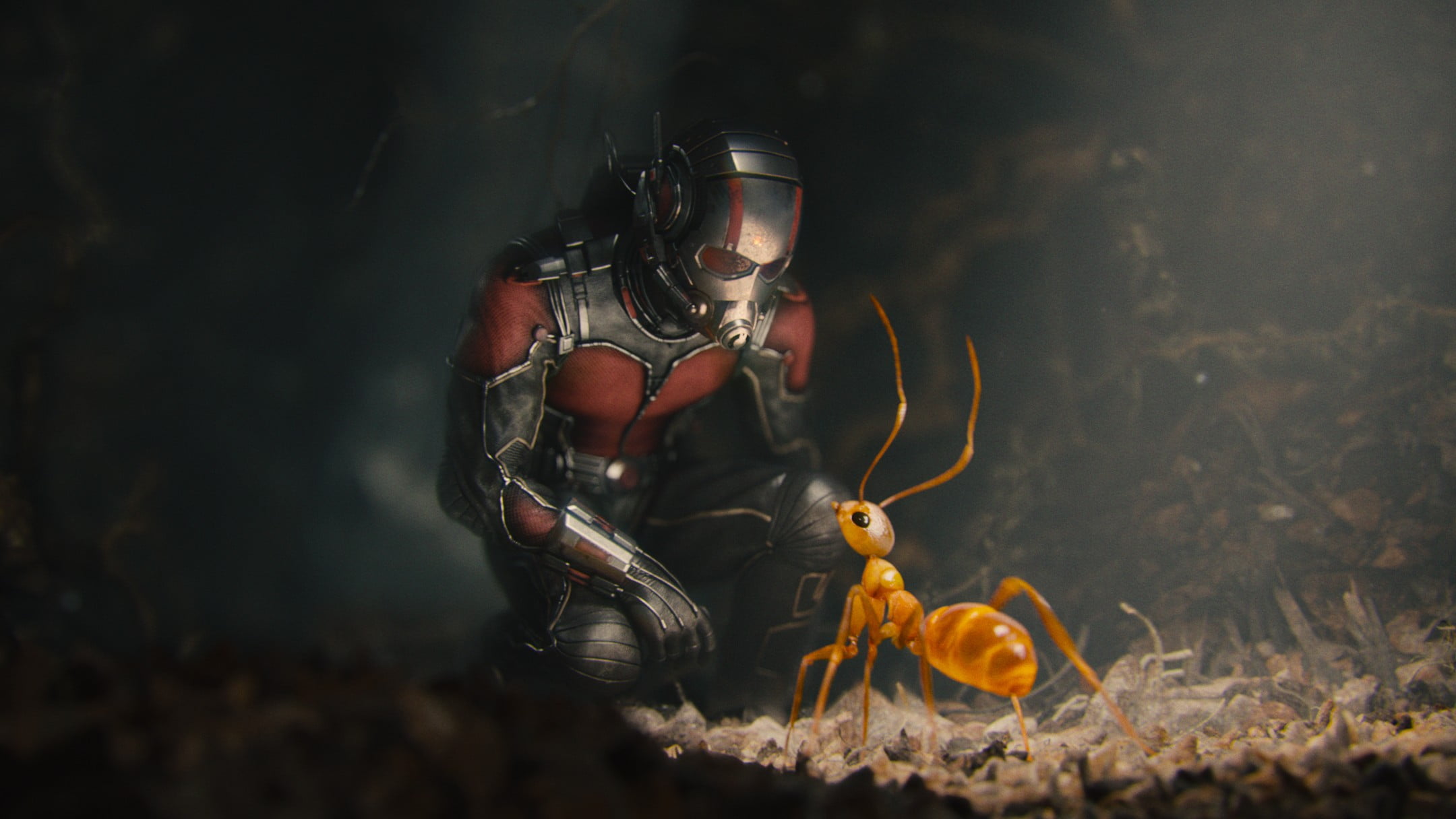 Marvel Antman Ant Man Fantasy Art Movies Ants Hd Wallpaper Wallpaper Flare