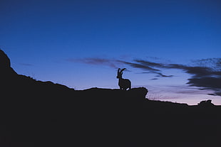 silhouette of animal on mountain HD wallpaper