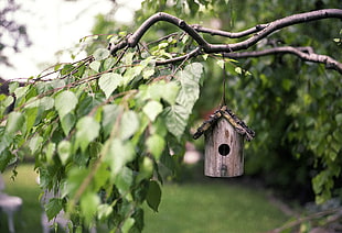 brown bird house mounted on tree branch with green leaves in tilt shift photography HD wallpaper