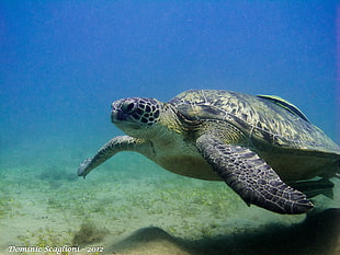 gray sea turtle