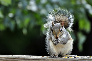 selective focus photography of gray and tan squirrel eating beans