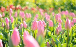 pink tulip flower in shallow focus photography HD wallpaper