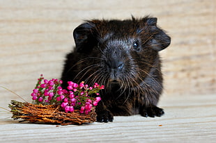 black guinea pig HD wallpaper