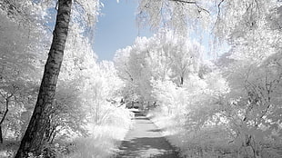 white leafed trees, nature, winter, snow, landscape