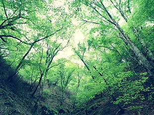 green leafed trees under blue sky