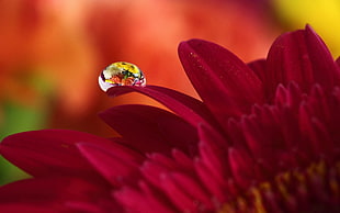 macro photography of water droplet on red chrysanthemum HD wallpaper