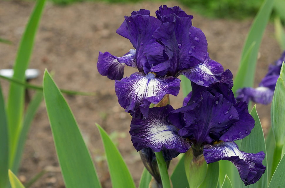 photo of purple and white flower HD wallpaper