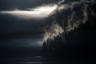 landscape, trees, lake, mist