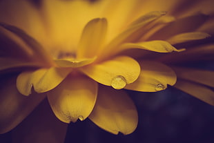 macro shot of yellow flower HD wallpaper