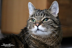 two gray and white tabby kittens, cat, animals, photography