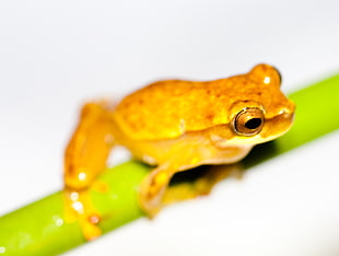 close up photo of brown Tree Frog on green stem, hyla HD wallpaper