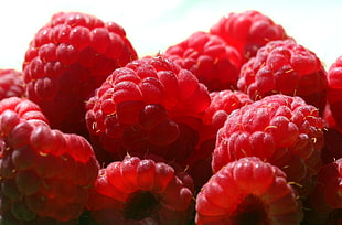 red Raspberry HD wallpaper