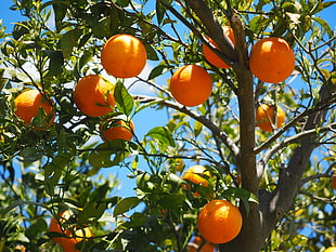 Orange Tree