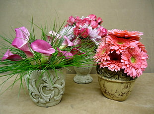 pink and white petaled flowers